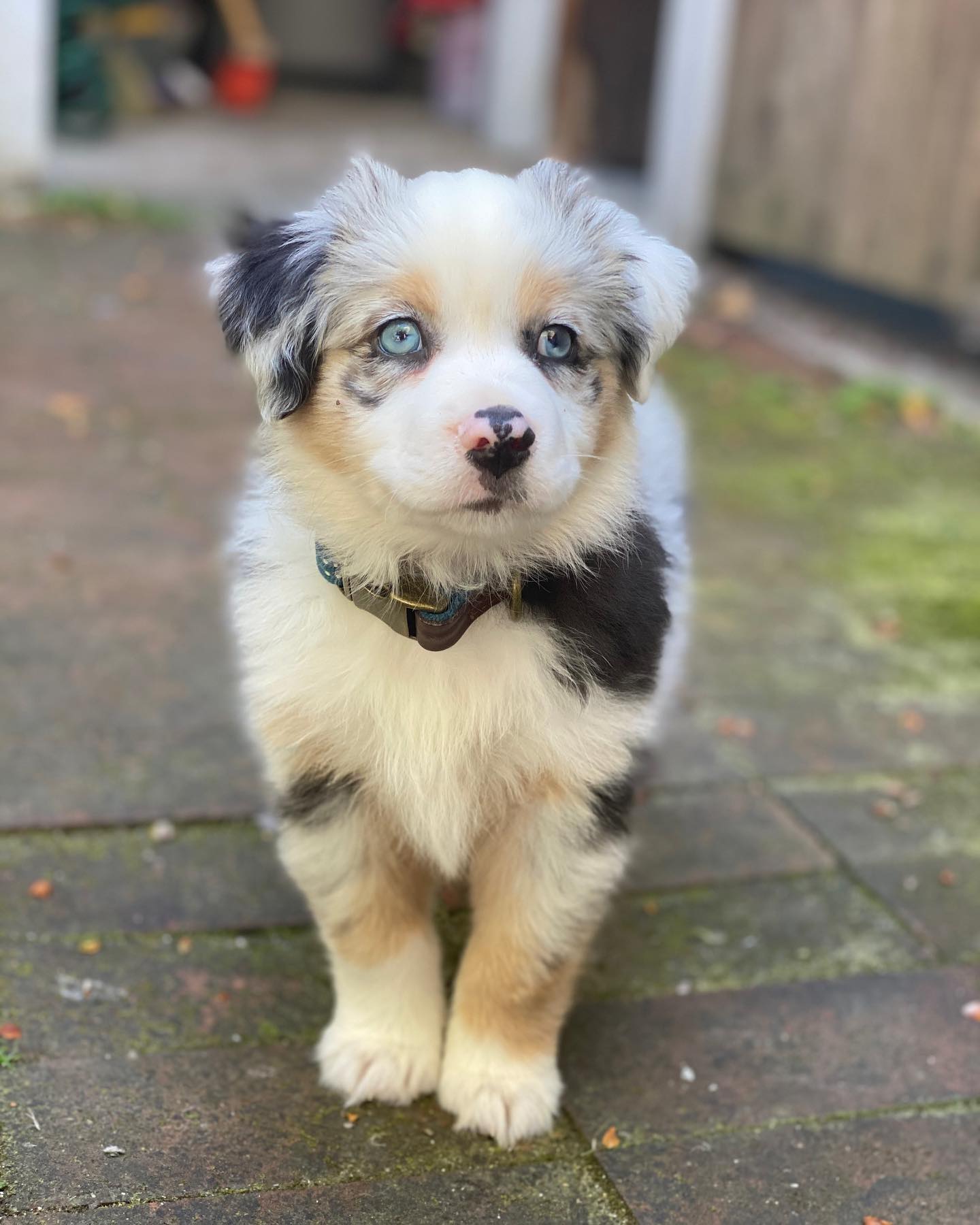 australian shepherd puppy for sale uk