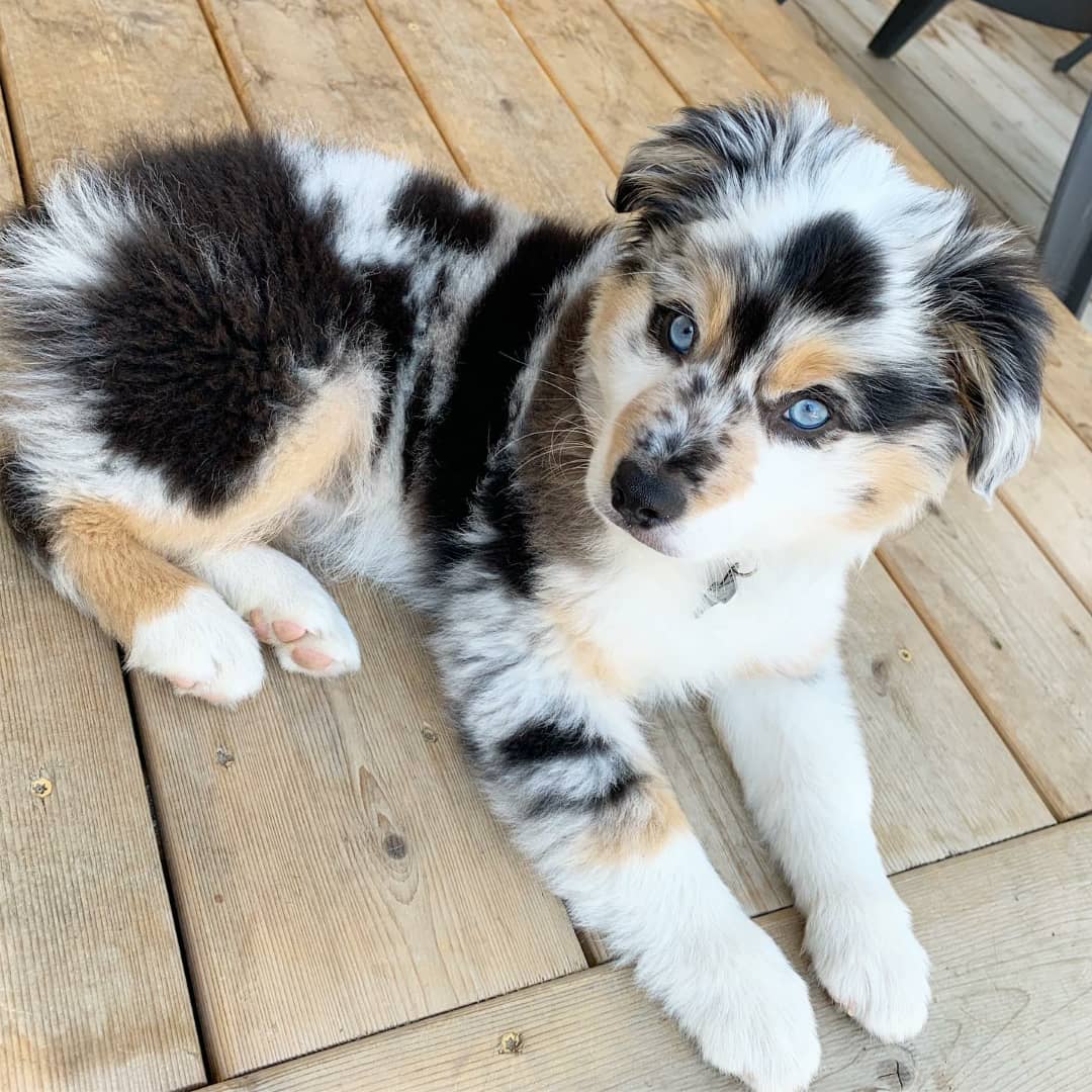 australian shepherd puppy for sale uk