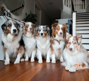 australian shepherd puppy for sale uk