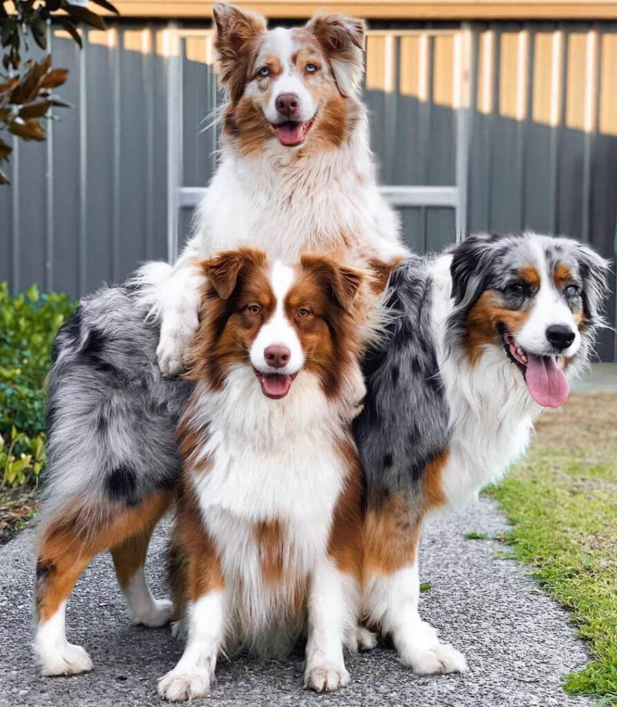 australian shepherd for sale