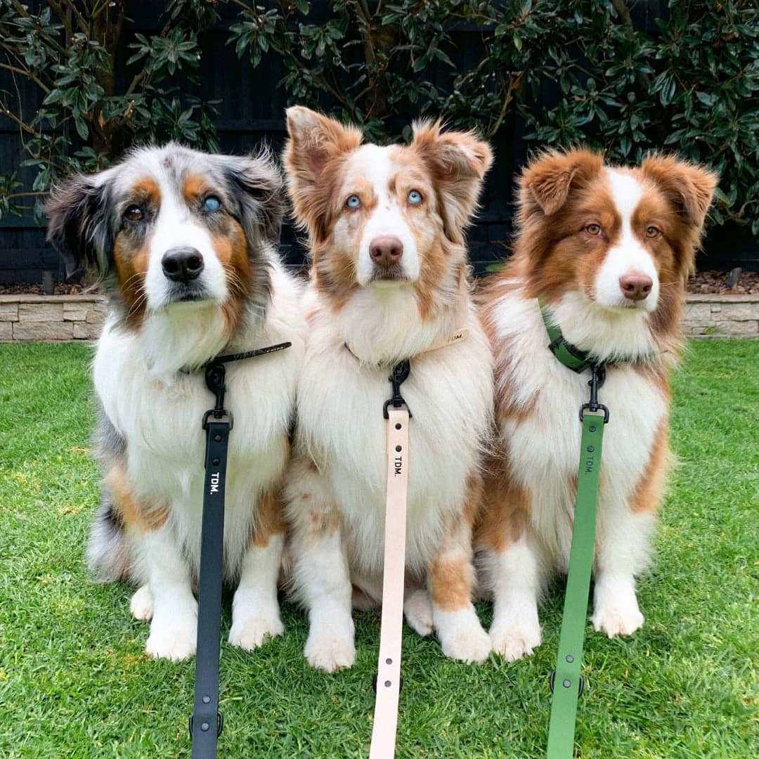 Australian Shepherd for Sale In London