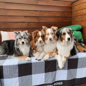 australian shepherd for sale uk