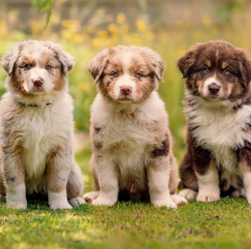 australian shepherd for sale uk