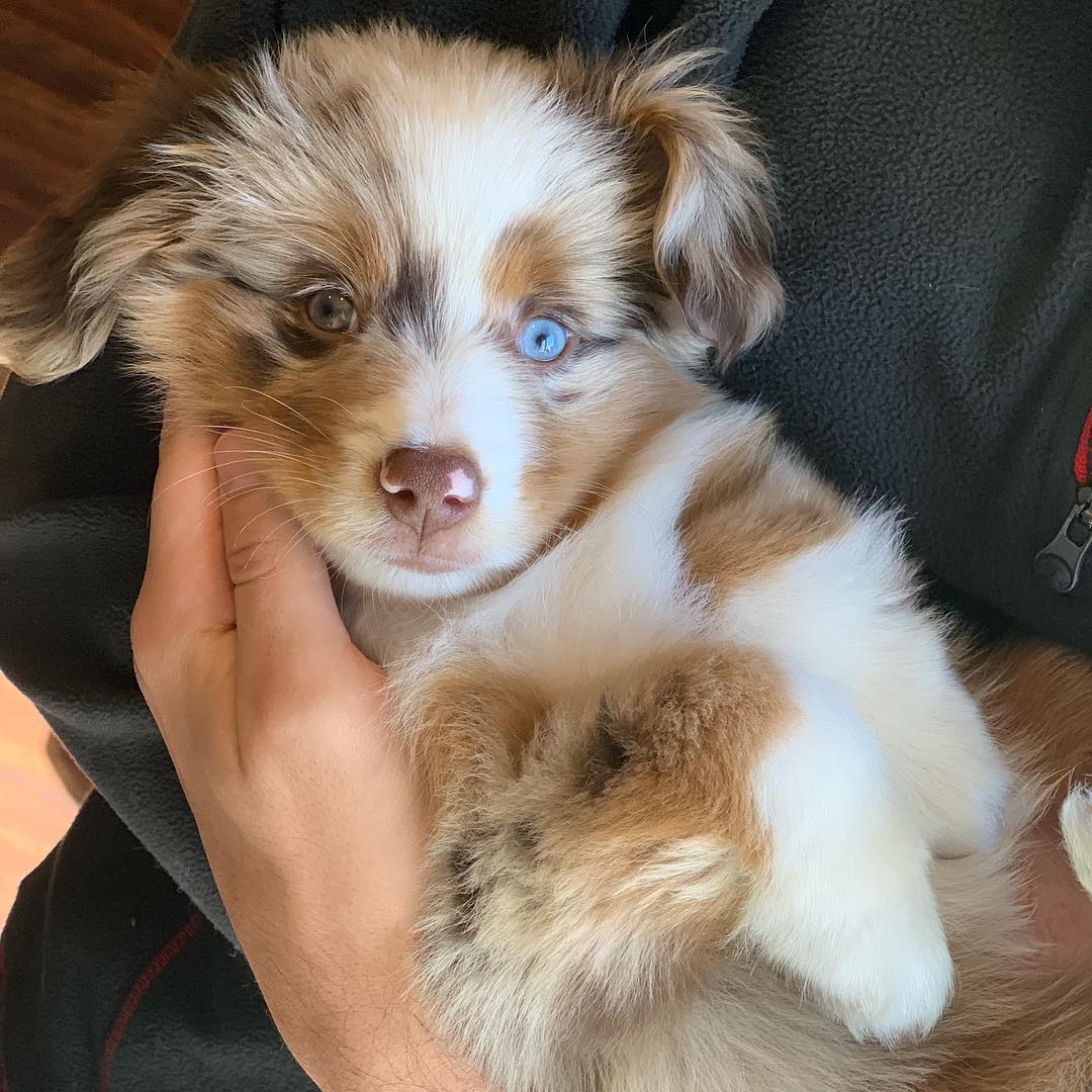 australian shepherd for sale