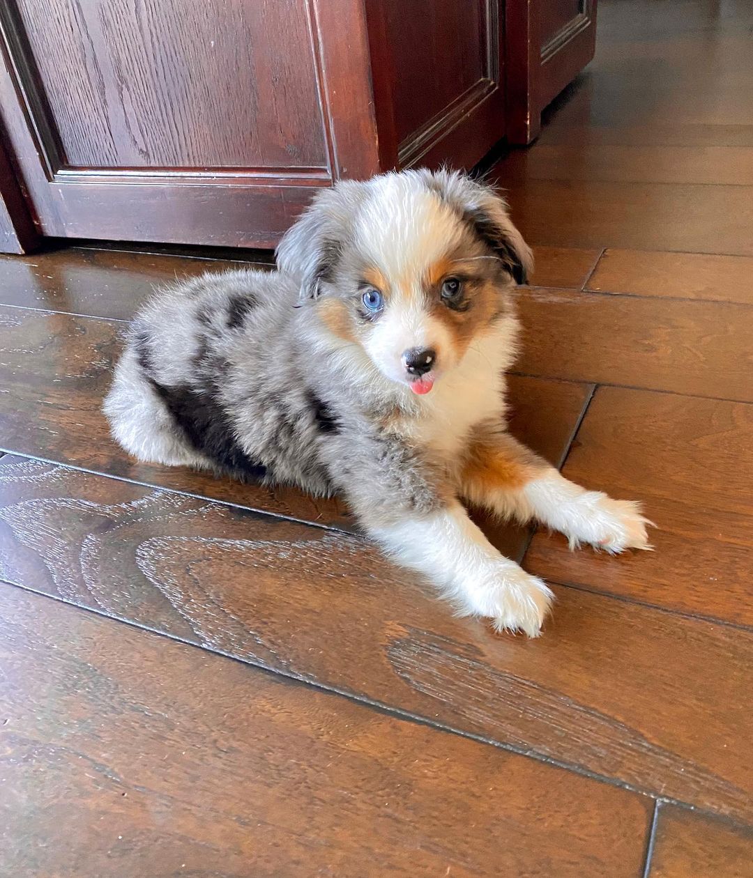 Australian shepherd puppies for sale