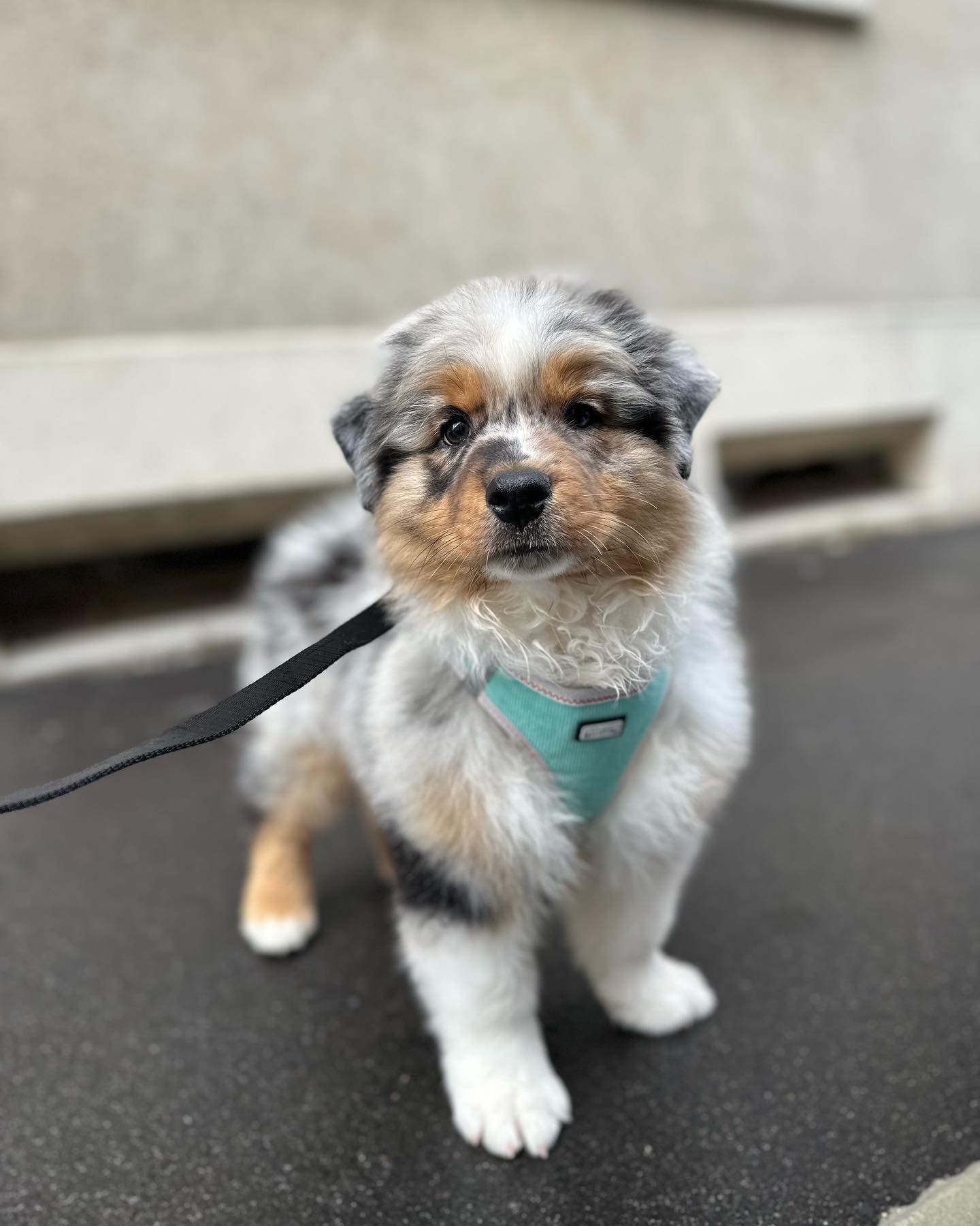 australian shepherd for sale