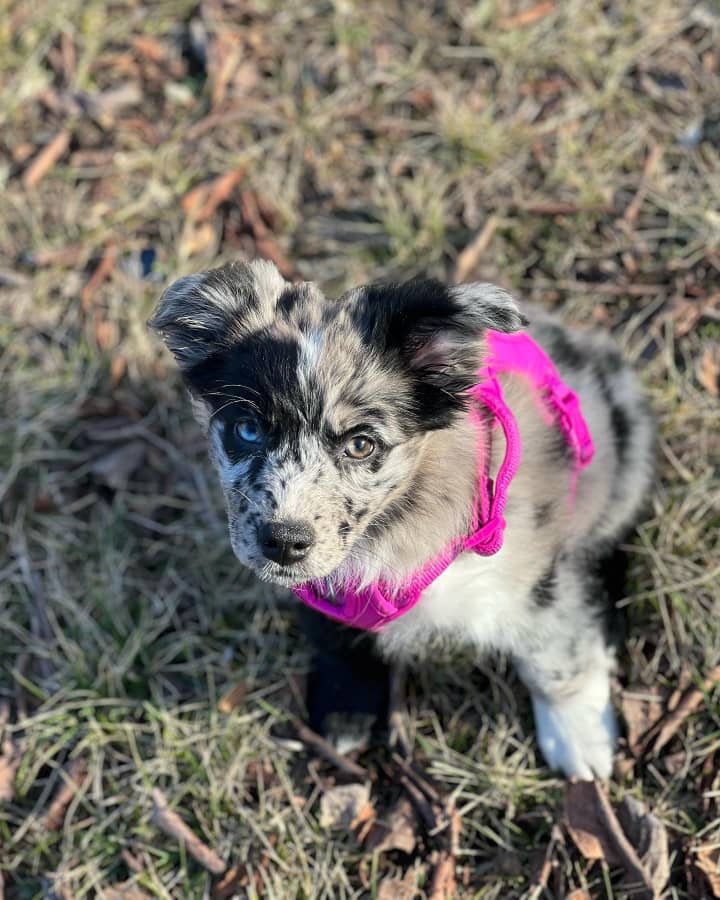 australian shepherd for sale uk