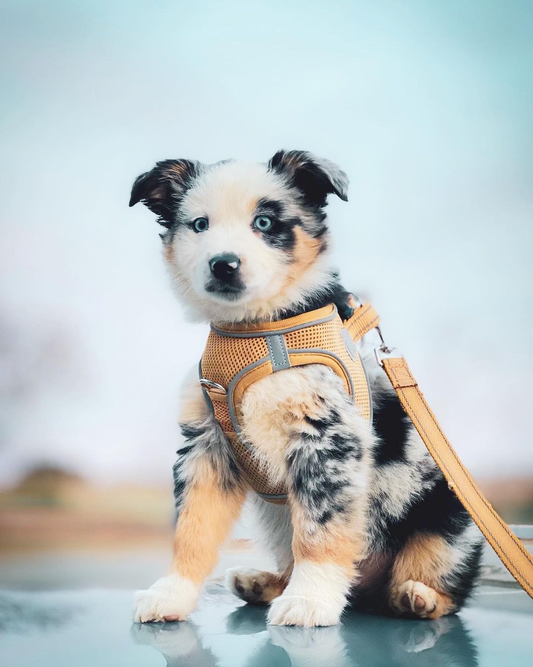 Australian shepherd puppies for sale